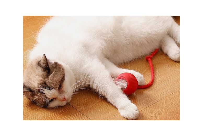 Electric Interactive Cat Rolling Ball Toy | Wowcher