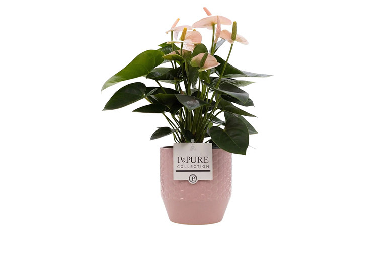 Pink Anthurium Flowering Houseplant in Decorative Pot – Indoor Plant | Wowcher