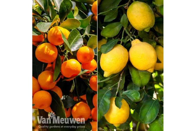 Potted Citrus Trio – Lemon, Lime & Calamondin – Evergreen Patio Fruit Trees | Wowcher