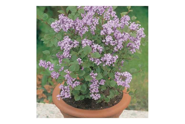Dwarf Scented Patio Lilac Shrub - Hardy Flowering Compact Plants | Wowcher