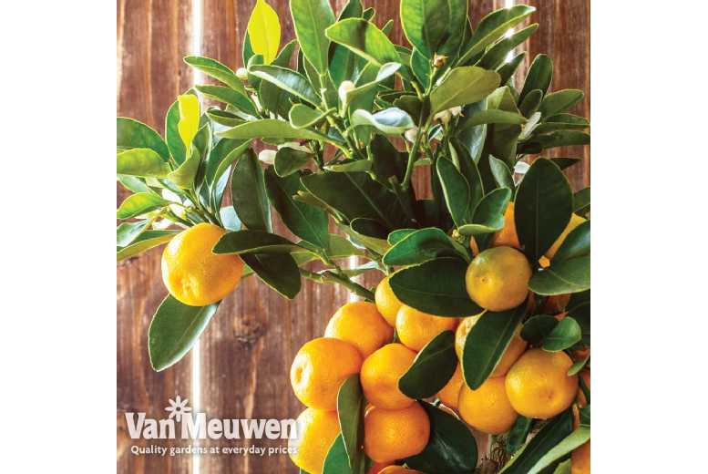 Citrus Orange Tree – Evergreen Hardy Patio Fruit Tree (3L Pot) | Wowcher