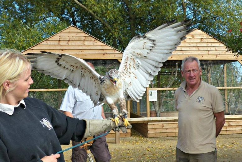 Live Birds of Prey Experience @ Wild Wings - Family Options | Wowcher