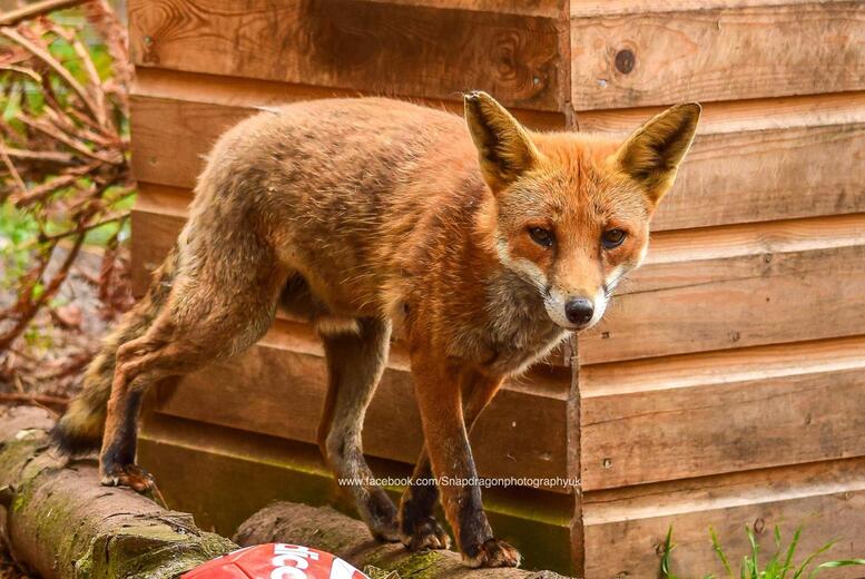 1hr Carnivore Animal Encounter for Two at Hoo Zoo & Dinosaur World, Shropshire | Wowcher