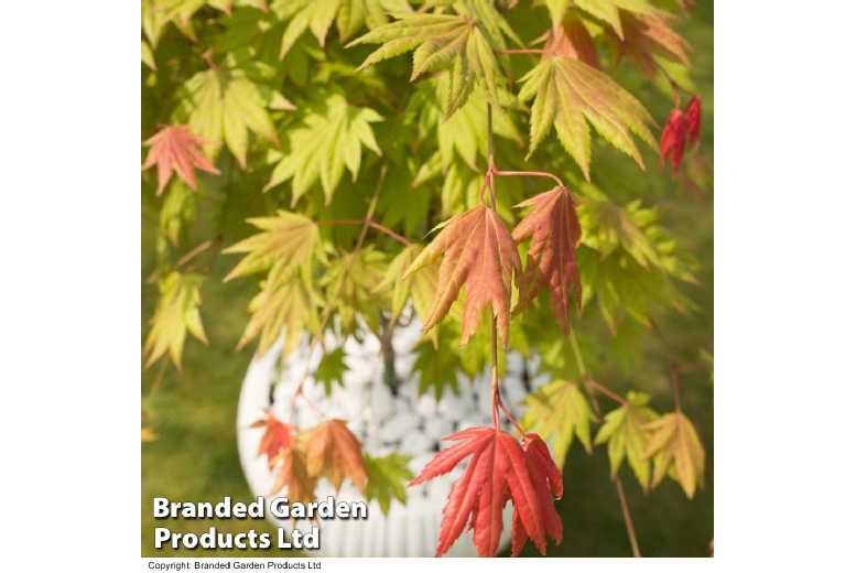 Acer shirasawanum ‘Moonrise’ Japanese Maple Tree – Striking Autumn Colour | Wowcher