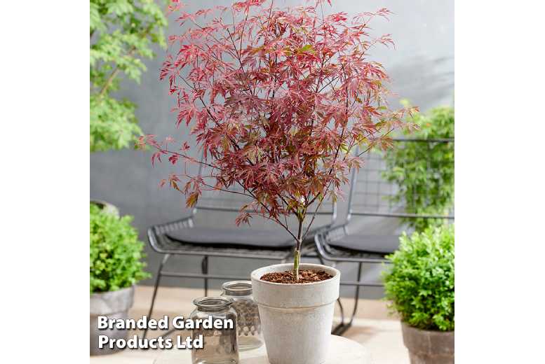 Acer palmatum ‘Royal Garnet’ Japanese Maple Tree – Wine-Red Foliage, 2m | Wowcher Acer palmatum ‘Royal Garnet’ Japanese Maple Tree – Wine-Red Foliage, 2m | Wowcher