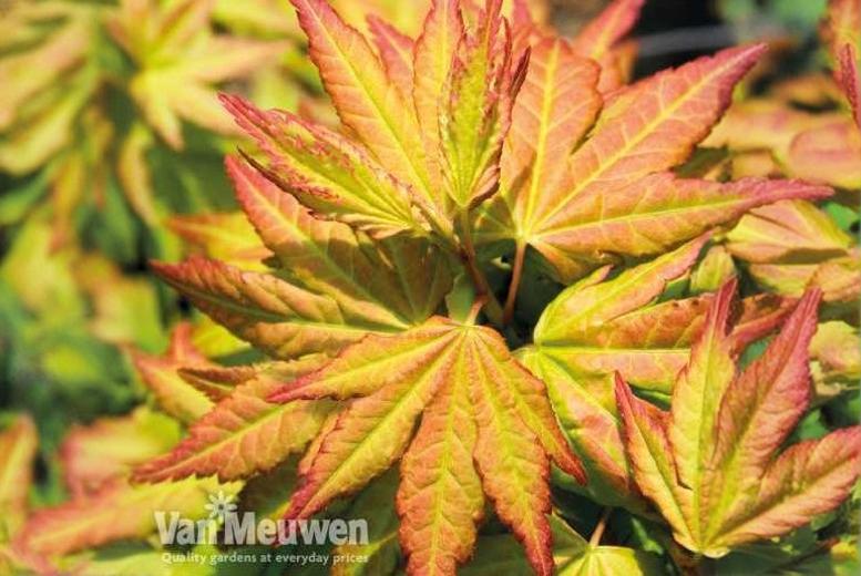 Acer palmatum Orange Beauty – Japanese Maple | Wowcher