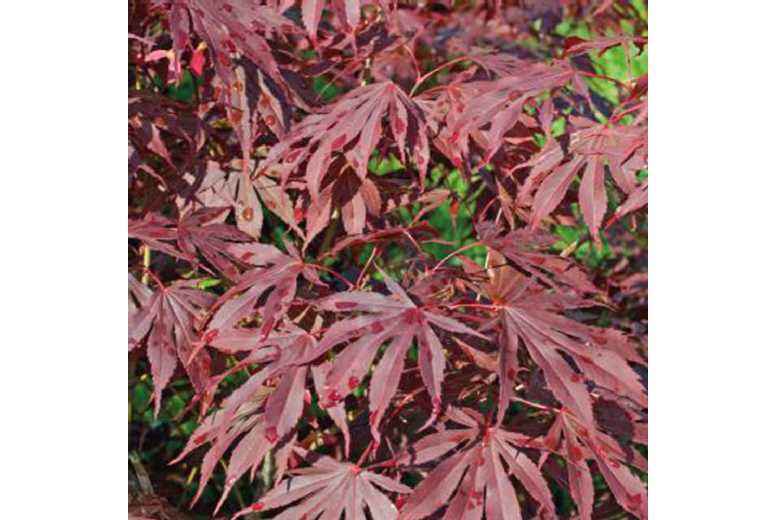 Japanese Maple (Acer palmatum) Compact Ornamental Tree - Optional Planters | Wowcher
