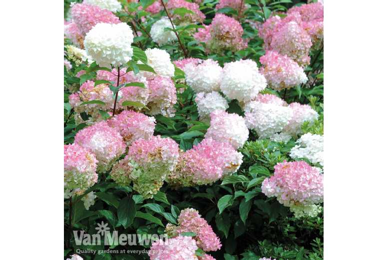 Hydrangea Vanilla Fraise Hardy Flowering Shrub - Colour-Changing, Large, Easy-Care | Wowcher