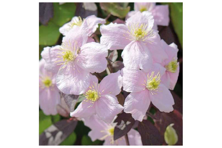 Clematis Montana Mayleen Perennial Climber | Wowcher