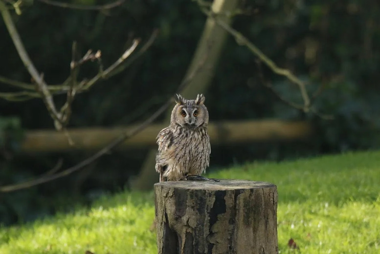 2-Hour Owl Encounter Experience for up to 4 People at Hawksflight Falconry, Burton-on-Trent | Wowcher