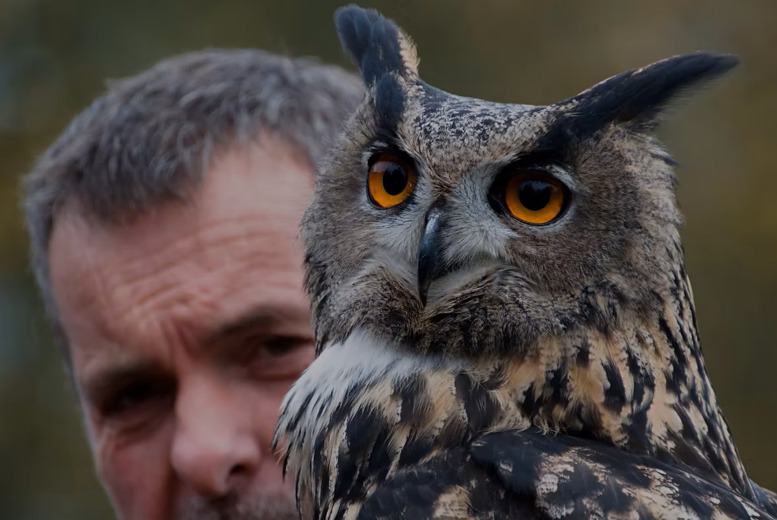 2-Hour Owl Encounter Experience at Hawksflight Falconry, Burton-on-Trent | Wowcher