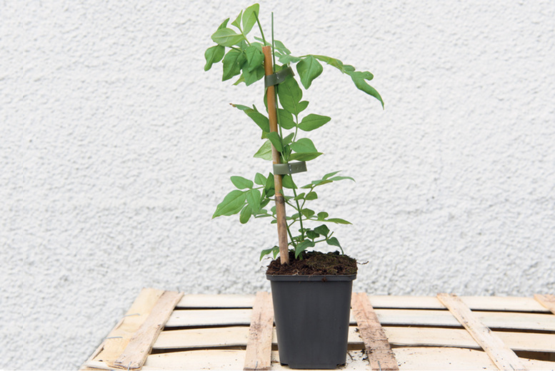 Scented Jasmine Flowering Climbing Plant - Fast-Growing, Edible Blooms, 180cm | Wowcher