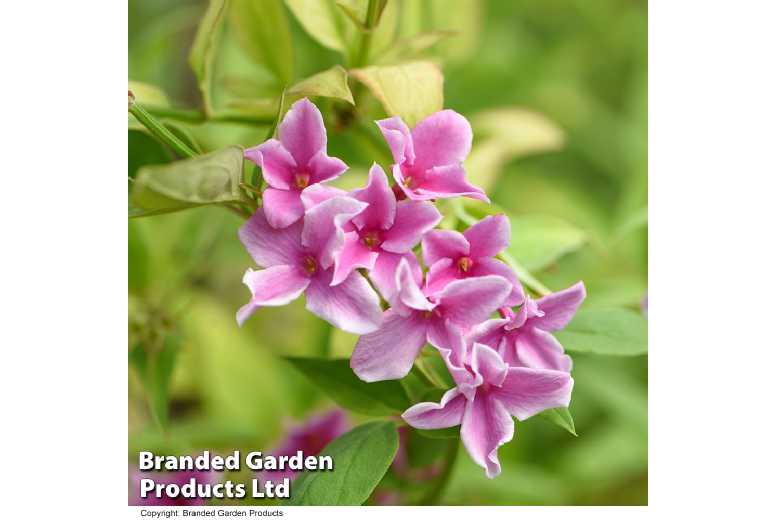 Pink Jasmine ‘Starry Summer’ – Flowering Climber | Wowcher