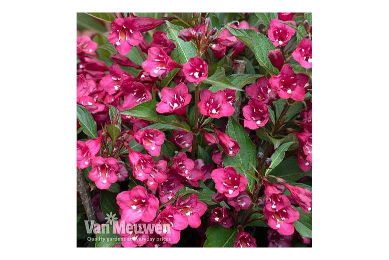 Weigela Towers of Flowers Cherry Flowering Shrub - Compact, Twice-Blooming | Wowcher