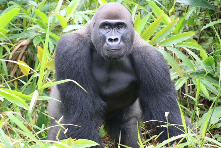 Digital Animal Adoption & Wild Animal Park Entry for 2 or 4 – Howletts Wild Animal Park, Canterbury | Wowcher Digital Animal Adoption & Wild Animal Park Entry for 2 or 4 – Howletts Wild Animal Park, Canterbury | Wowcher