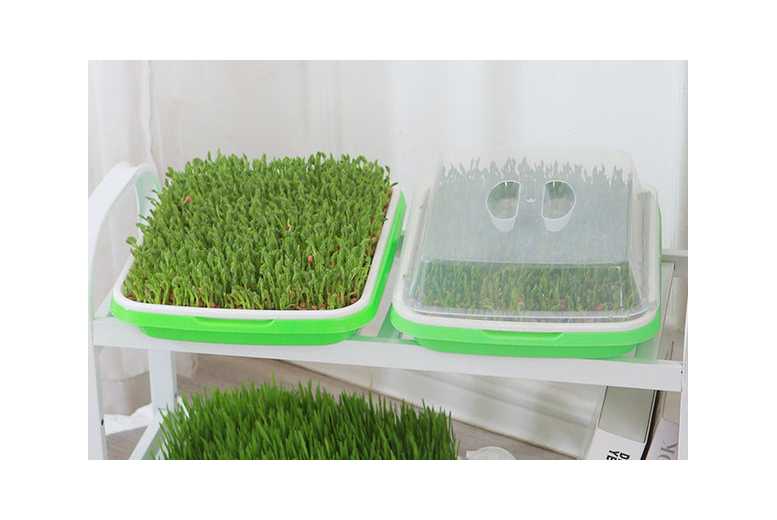 5 Pack Seed Sprouter Trays for Microgreens – Soil-Free, Eco-Friendly Design | Wowcher