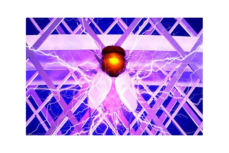 Electric Mosquito Swatter – Foldable Racket with Trap Lamp! | Wowcher