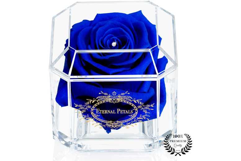 Eternal Petals Real Rose – Long-Lasting Indoor Gift Plant, 2 Colours | Wowcher