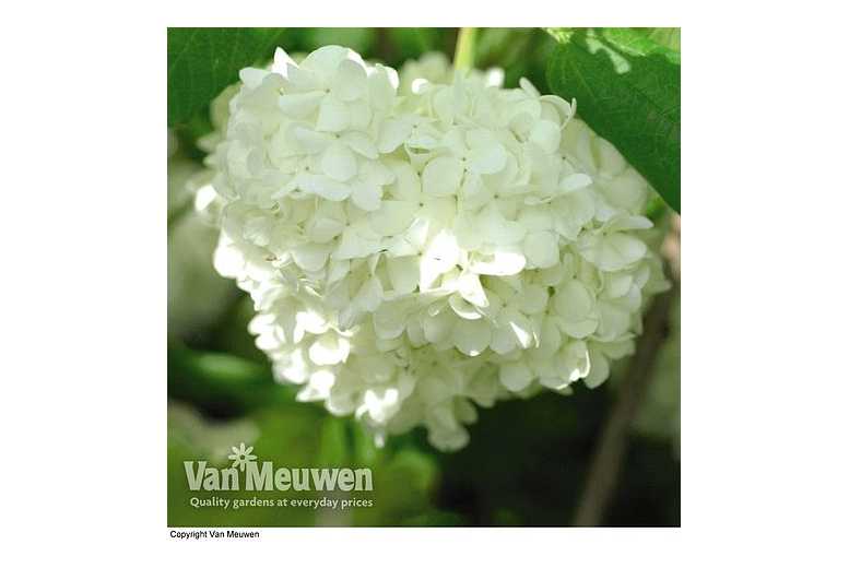 Viburnum Opulus 'Roseum' Flowering Shrub - Snowball Tree, 4m Height | Wowcher