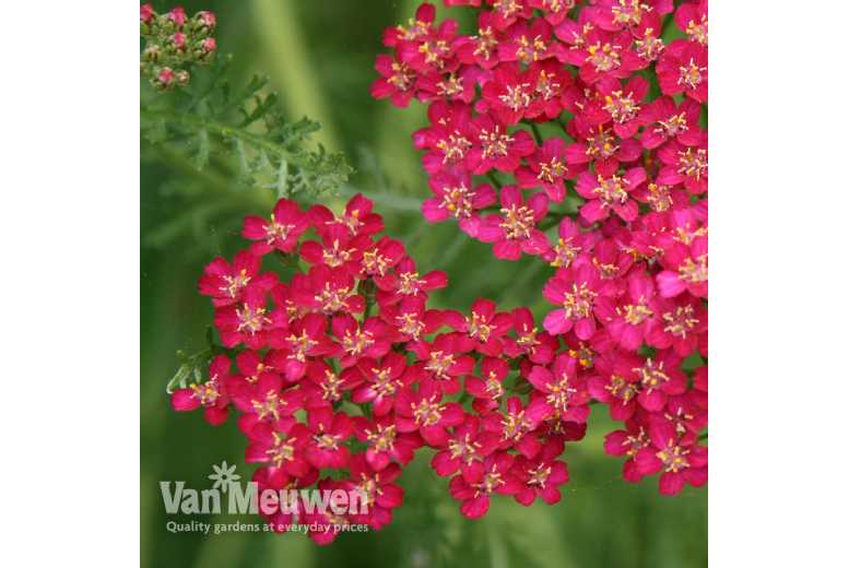 Achillea Cerise Queen – Hardy Perennial Plants | Wowcher