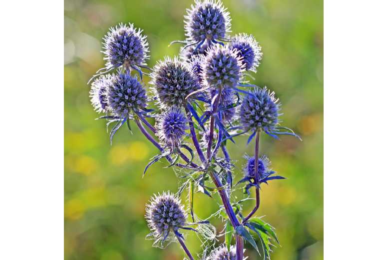Eryngium Planum Perennial - Up to 6 Steel-Blue Flowering Plants | Wowcher