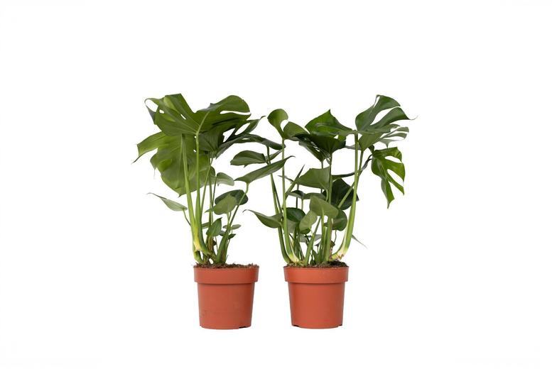 Set of 2 Monstera Deliciosa Indoor Air-Purifying Tropical Climber Plants! | Wowcher