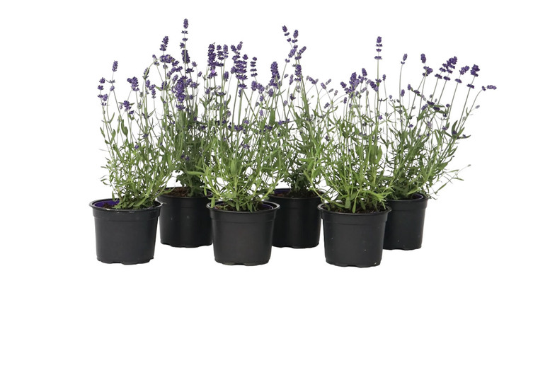English Lavender Plants – Set of 6 Fragrant Perennial Shrubs, 10-15cm | Wowcher