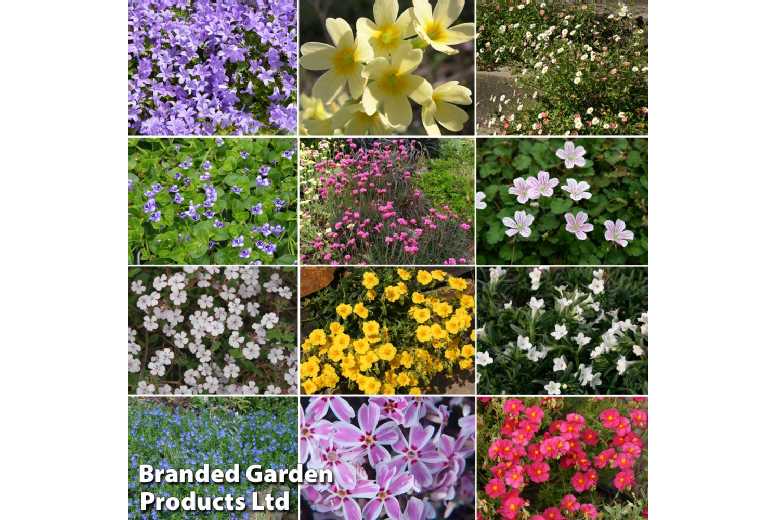 Mixed Alpine Rockery Plants - Hardy Perennials for Pots & Beds | Wowcher