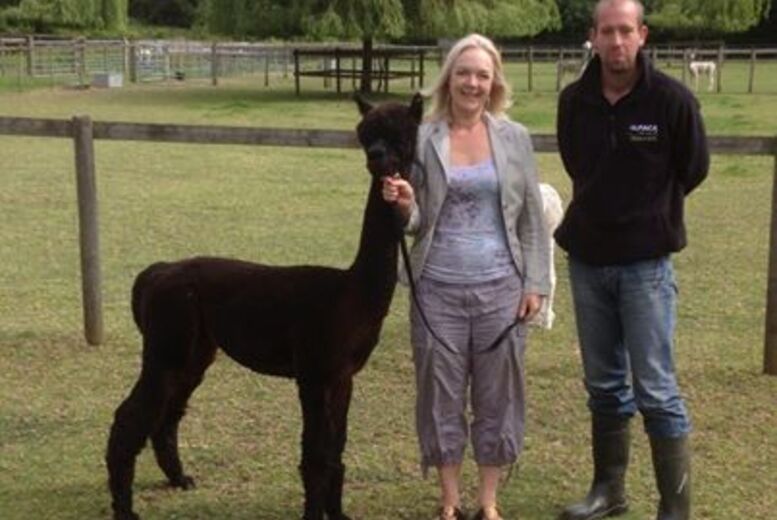 2-Hour Alpaca Meet & Greet Walking Experience for 4 – Pennybridge Alpacas | Wowcher