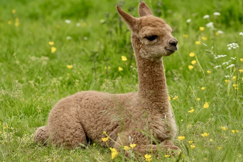 60 Min Alpaca & Shetland Ponies Meet & Greet Experience – All Ages, Warwickshire | Wowcher 60 Min Alpaca & Shetland Ponies Meet & Greet Experience – All Ages, Warwickshire | Wowcher