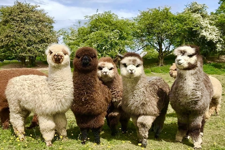 60 Min Alpaca & Shetland Ponies Meet & Greet Experience - All Ages, Warwickshire | Wowcher