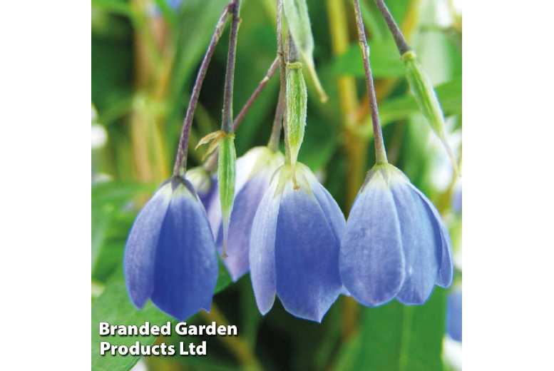 Sollya Bluebell Creeper – Evergreen Flowering Climber, 2m Height, 9cm Pots | Wowcher