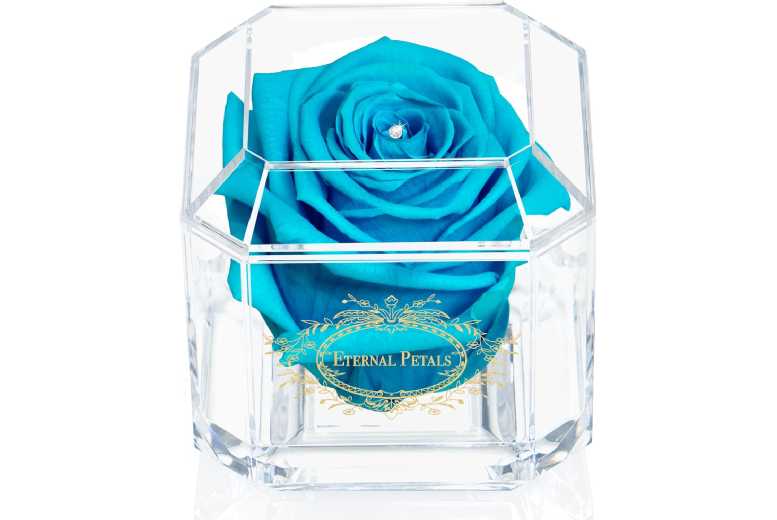 Eternal Petals Indoor Rose – Real, Low Maintenance, Long-Lasting Foliage | Wowcher