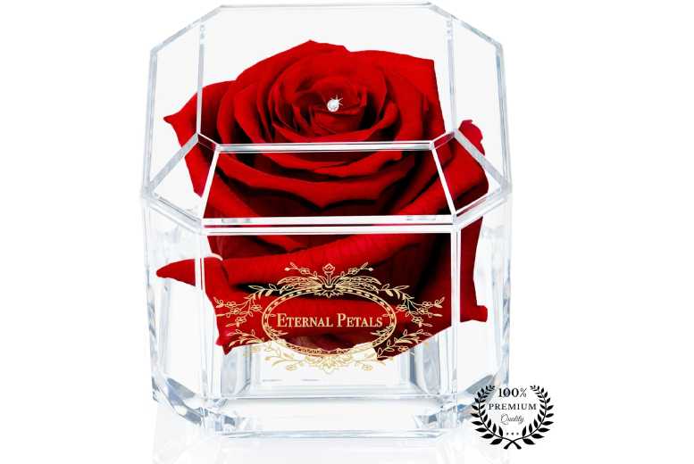 Eternal Petals Real Preserved Indoor Rose – Low Maintenance, Air-Purifying Gift Plant | Wowcher