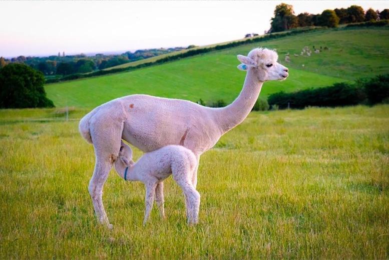 45 Min Baby Alpaca Experience w/ Optional Afternoon Tea – Up to 2 – Boundary | Wowcher