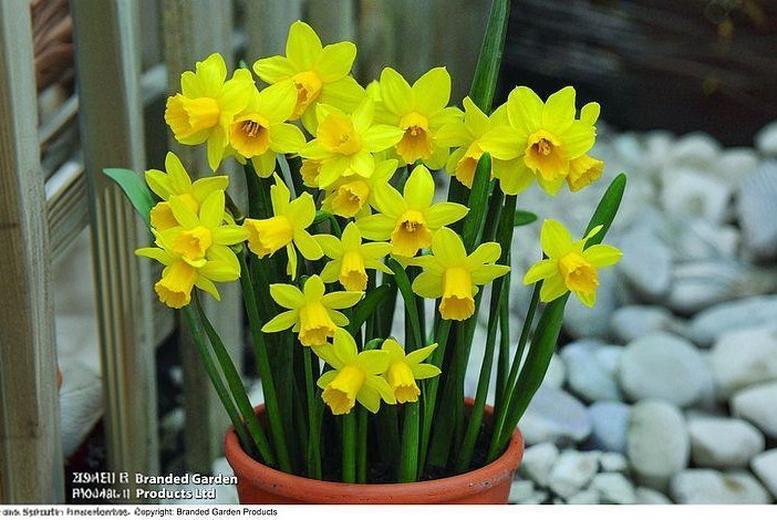 50, 100 or 200 Miniature Daffodil Bulbs ‘Tête à Tête’ – Hardy Perennial, Yellow Spring Flowers | Wowcher