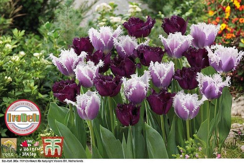 Fringed Tulip ‘Black Cherry Frost’ Bulbs – Perennial Spring Flower, 40cm | Wowcher Fringed Tulip ‘Black Cherry Frost’ Bulbs – Perennial Spring Flower, 40cm | Wowcher