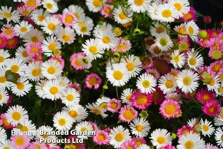 Erigeron karvinskianus Hardy Perennial - Flowering Groundcover Plants | Wowcher