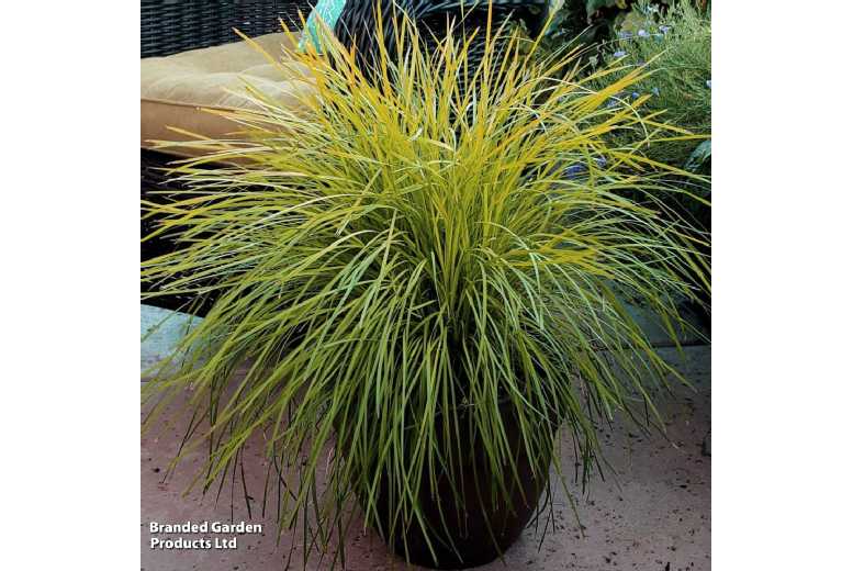 Lomandra Miners Gold — Evergreen Drought-Tolerant Grass (1 or 3 Plants, 9cm Pots) | Wowcher