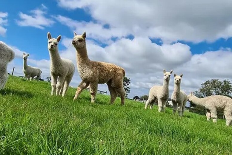 Farmhouse Retreat: 2-Night Stay With Hot Tub & Alpaca Encounter Included – Stay for 2 or Family of 4 | Wowcher Farmhouse Retreat: 2-Night Stay With Hot Tub & Alpaca Encounter Included – Stay for 2 or Family of 4 | Wowcher
