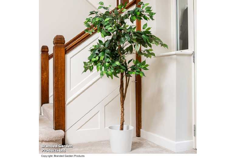 Artificial Ficus Indoor Plant – Low Maintenance, Lifelike Foliage, 150cm | Wowcher