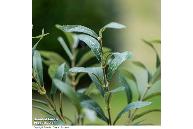 Artificial Olive Tree Indoor Plant – 150cm, Low Maintenance Foliage | Wowcher