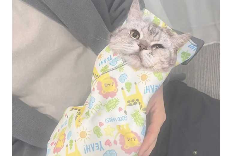 Self-Adherent Anti-Escape Cat Grooming Swaddle Wrap – High-Tech, Calming, Easy Nail Trimming | Wowcher Self-Adherent Anti-Escape Cat Grooming Swaddle Wrap – High-Tech, Calming, Easy Nail Trimming | Wowcher