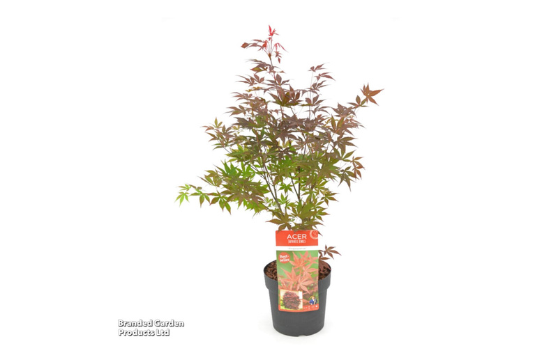 4 Red Japanese Maple (Acer Palmatum) Trees - Compact Ornamental | Wowcher