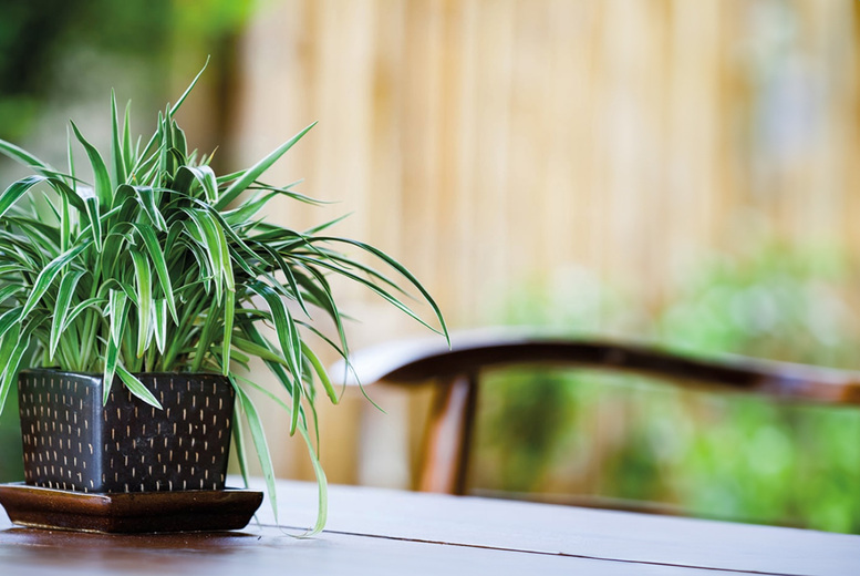 Spider Plant (Chlorophytum comosum) Houseplant - Air Purifying, Easy Care, 50cm Mature Size | Wowcher