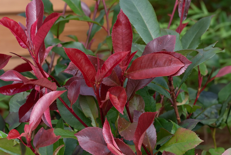 Photinia Red Robin Evergreen Shrub – Award-Winning, Colourful Foliage (1, 2 or 3 Plants) | Wowcher