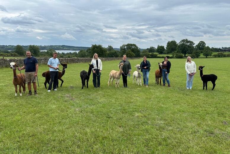 Alpaca Walking: Feed, Photos – Child / Adult / Family Options | Wowcher