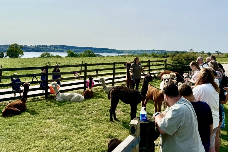 Alpaca Walking: Feed, Photos - Child / Adult / Family Options | Wowcher
