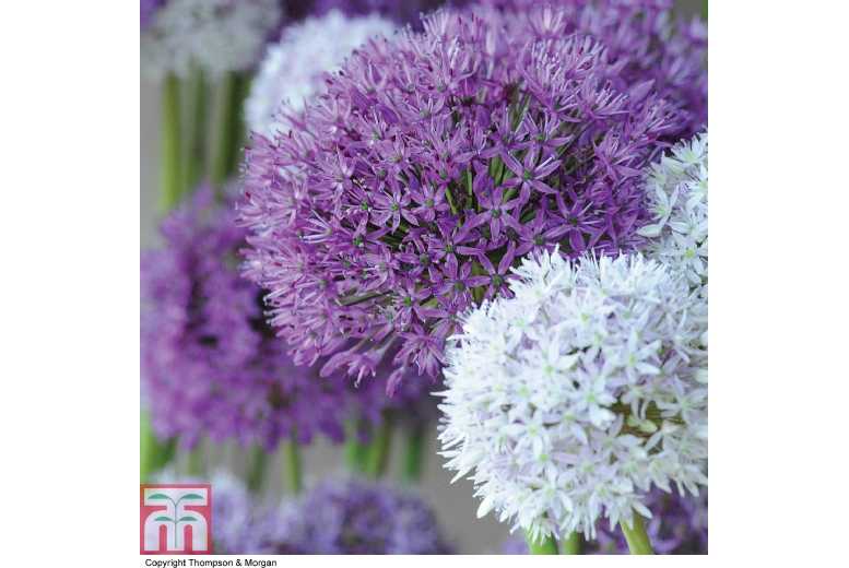 Allium ‘Big Impact Mix’ Flowering Bulbs – Tall Perennial, Mixed Colours, 90cm | Wowcher Allium ‘Big Impact Mix’ Flowering Bulbs – Tall Perennial, Mixed Colours, 90cm | Wowcher