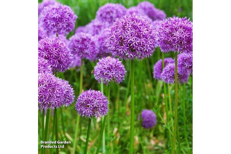 Allium ‘Purple Sensation’ Flowering Bulbs – Perennial, Drought-Tolerant, 90cm Tall | Wowcher